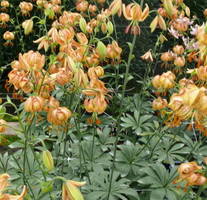 Lilium  'Peppard Gold' Photo: J. Amand